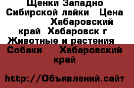 Щенки Западно-Сибирской лайки › Цена ­ 7 000 - Хабаровский край, Хабаровск г. Животные и растения » Собаки   . Хабаровский край